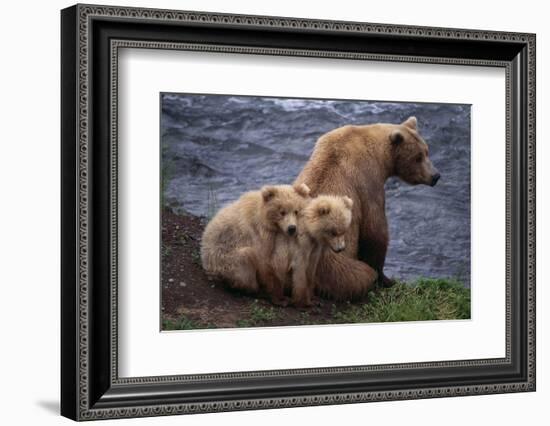 Grizzly Cubs with Mother by River-DLILLC-Framed Photographic Print