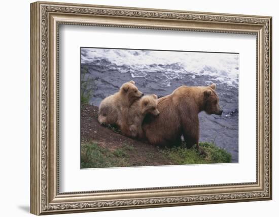 Grizzly Cubs with Mother by River-DLILLC-Framed Photographic Print