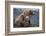 Grizzly Cubs with Mother by River-DLILLC-Framed Photographic Print