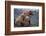 Grizzly Cubs with Mother by River-DLILLC-Framed Photographic Print