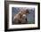 Grizzly Cubs with Mother by River-DLILLC-Framed Photographic Print