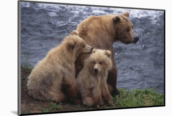 Grizzly Cubs with Mother by River-DLILLC-Mounted Photographic Print