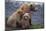 Grizzly Cubs with Mother by River-DLILLC-Mounted Photographic Print