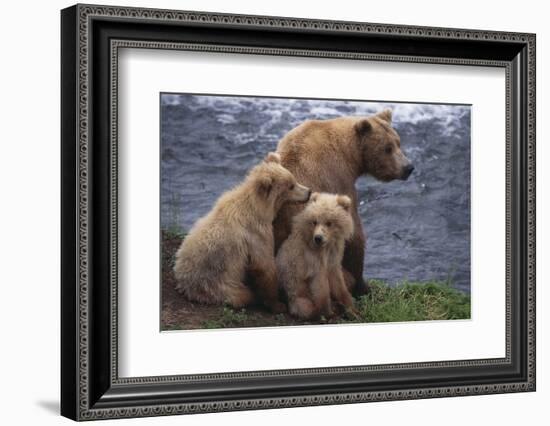 Grizzly Cubs with Mother by River-DLILLC-Framed Photographic Print