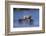 Grizzly Cubs with Mother in River-DLILLC-Framed Photographic Print