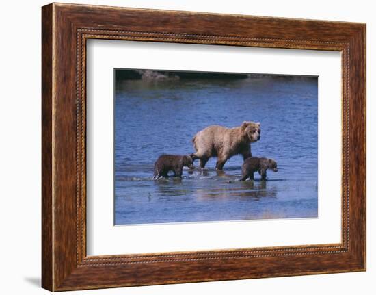 Grizzly Cubs with Mother in River-DLILLC-Framed Photographic Print
