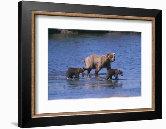 Grizzly Cubs with Mother in River-DLILLC-Framed Photographic Print