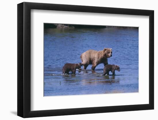 Grizzly Cubs with Mother in River-DLILLC-Framed Photographic Print
