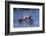 Grizzly Cubs with Mother in River-DLILLC-Framed Photographic Print