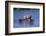 Grizzly Cubs with Mother in River-DLILLC-Framed Photographic Print