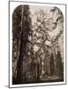 Grizzly Giant - 33 ft. diam. - Mariposa Grove, Yosemite, California, 1861-Carleton Watkins-Mounted Art Print