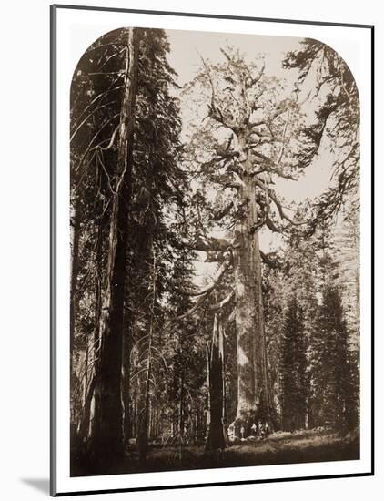 Grizzly Giant - 33 ft. diam. - Mariposa Grove, Yosemite, California, 1861-Carleton Watkins-Mounted Art Print