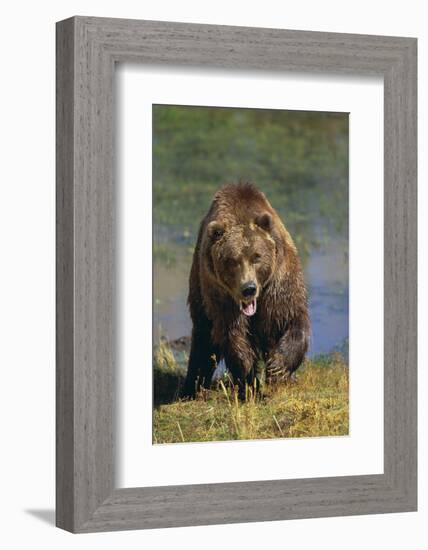 Grizzly Guarding Riverbank-DLILLC-Framed Photographic Print