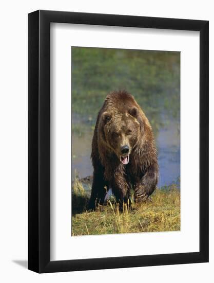 Grizzly Guarding Riverbank-DLILLC-Framed Photographic Print