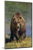 Grizzly Guarding Riverbank-DLILLC-Mounted Photographic Print