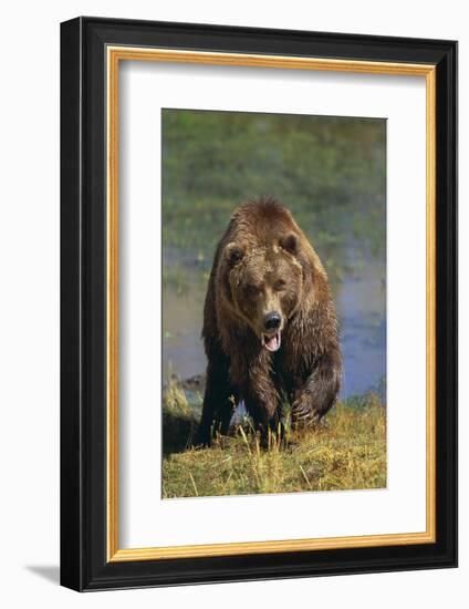 Grizzly Guarding Riverbank-DLILLC-Framed Photographic Print