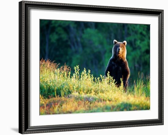 Grizzly of Kronotska National Park, Kamchatka, Russia-Daisy Gilardini-Framed Photographic Print