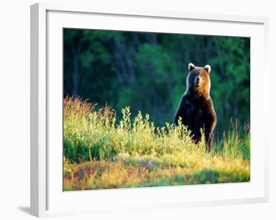 Grizzly of Kronotska National Park, Kamchatka, Russia-Daisy Gilardini-Framed Photographic Print