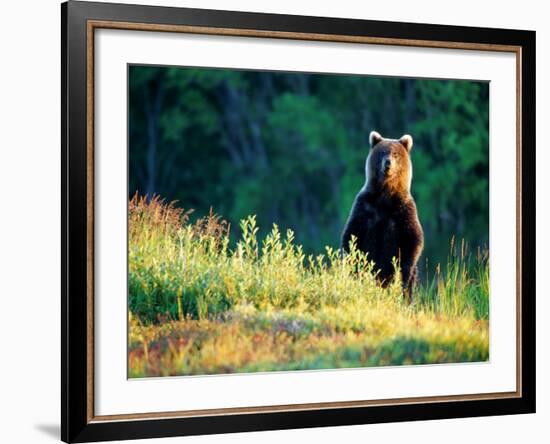 Grizzly of Kronotska National Park, Kamchatka, Russia-Daisy Gilardini-Framed Photographic Print