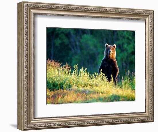 Grizzly of Kronotska National Park, Kamchatka, Russia-Daisy Gilardini-Framed Photographic Print