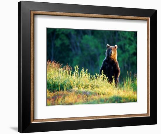 Grizzly of Kronotska National Park, Kamchatka, Russia-Daisy Gilardini-Framed Photographic Print