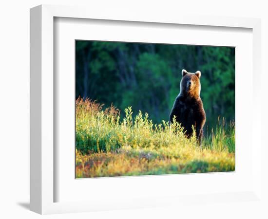 Grizzly of Kronotska National Park, Kamchatka, Russia-Daisy Gilardini-Framed Photographic Print