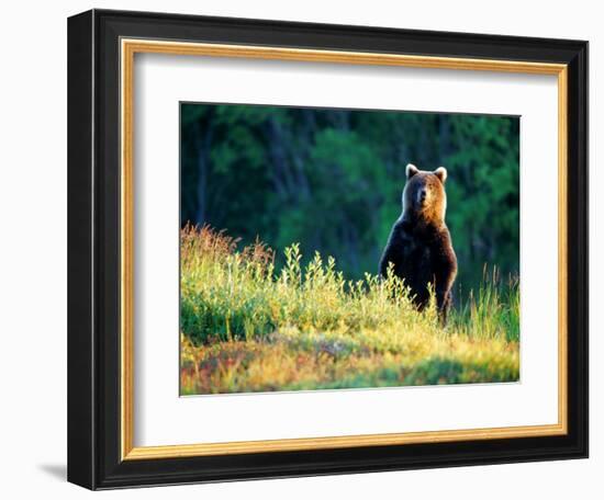 Grizzly of Kronotska National Park, Kamchatka, Russia-Daisy Gilardini-Framed Photographic Print