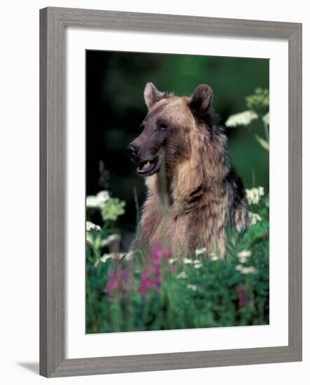 Grizzly or Brown Bear, Glacier National Park, Montana, USA-Art Wolfe-Framed Photographic Print