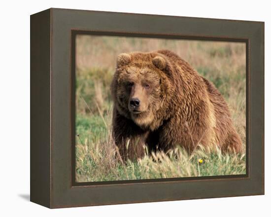 Grizzly or Brown Bear, Kodiak Island, Alaska, USA-Art Wolfe-Framed Premier Image Canvas