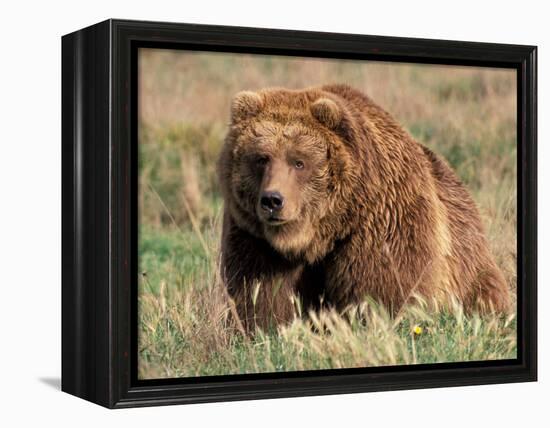 Grizzly or Brown Bear, Kodiak Island, Alaska, USA-Art Wolfe-Framed Premier Image Canvas