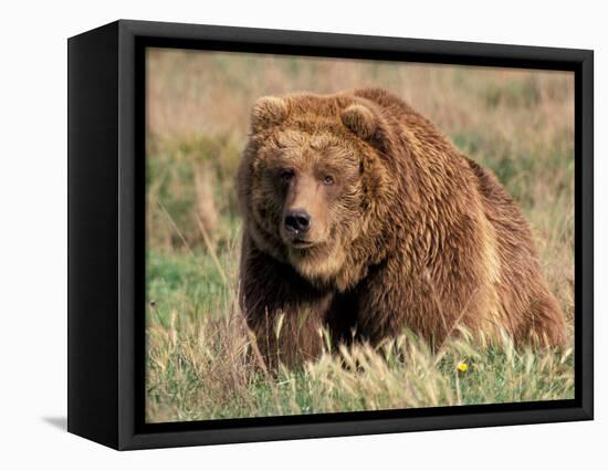 Grizzly or Brown Bear, Kodiak Island, Alaska, USA-Art Wolfe-Framed Premier Image Canvas