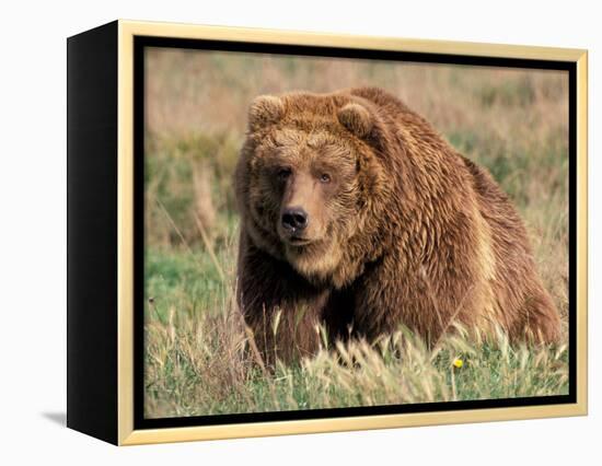 Grizzly or Brown Bear, Kodiak Island, Alaska, USA-Art Wolfe-Framed Premier Image Canvas