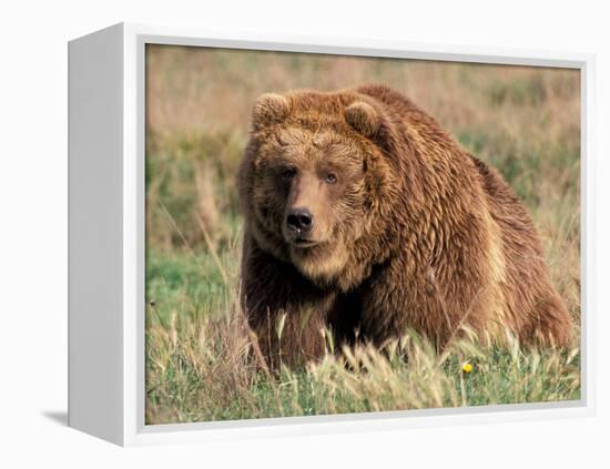 Grizzly or Brown Bear, Kodiak Island, Alaska, USA-Art Wolfe-Framed Premier Image Canvas