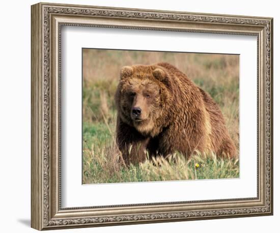 Grizzly or Brown Bear, Kodiak Island, Alaska, USA-Art Wolfe-Framed Photographic Print