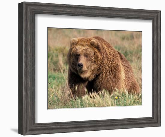 Grizzly or Brown Bear, Kodiak Island, Alaska, USA-Art Wolfe-Framed Photographic Print