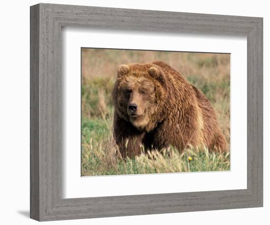 Grizzly or Brown Bear, Kodiak Island, Alaska, USA-Art Wolfe-Framed Photographic Print