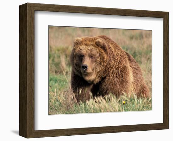 Grizzly or Brown Bear, Kodiak Island, Alaska, USA-Art Wolfe-Framed Photographic Print