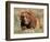 Grizzly or Brown Bear, Kodiak Island, Alaska, USA-Art Wolfe-Framed Photographic Print