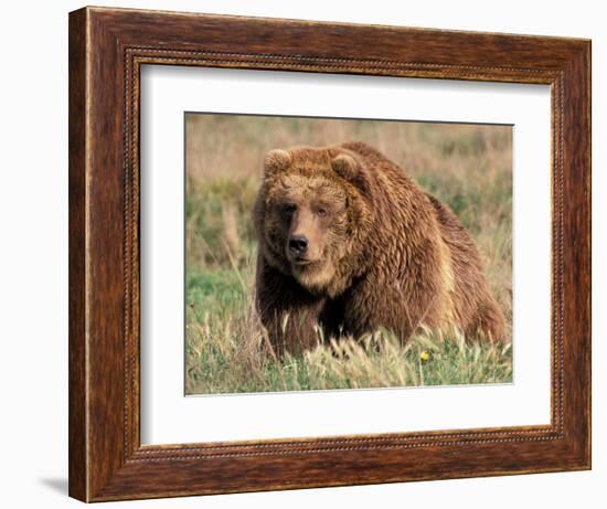 Grizzly or Brown Bear, Kodiak Island, Alaska, USA-Art Wolfe-Framed Photographic Print