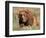Grizzly or Brown Bear, Kodiak Island, Alaska, USA-Art Wolfe-Framed Photographic Print