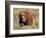 Grizzly or Brown Bear, Kodiak Island, Alaska, USA-Art Wolfe-Framed Photographic Print