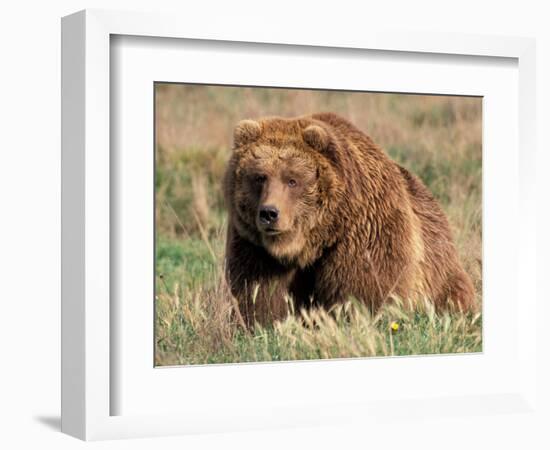 Grizzly or Brown Bear, Kodiak Island, Alaska, USA-Art Wolfe-Framed Photographic Print