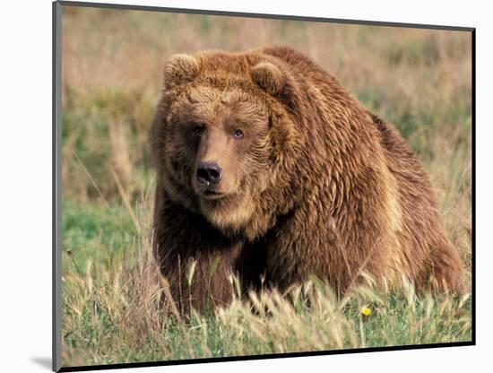 Grizzly or Brown Bear, Kodiak Island, Alaska, USA-Art Wolfe-Mounted Photographic Print