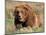 Grizzly or Brown Bear, Kodiak Island, Alaska, USA-Art Wolfe-Mounted Photographic Print