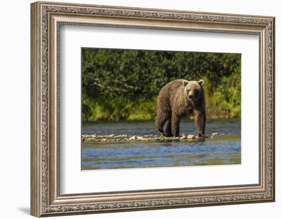 Grizzly or brown bear (Ursus arctos), Moraine Creek (River), Katmai NP and Reserve, Alaska-Michael DeFreitas-Framed Photographic Print