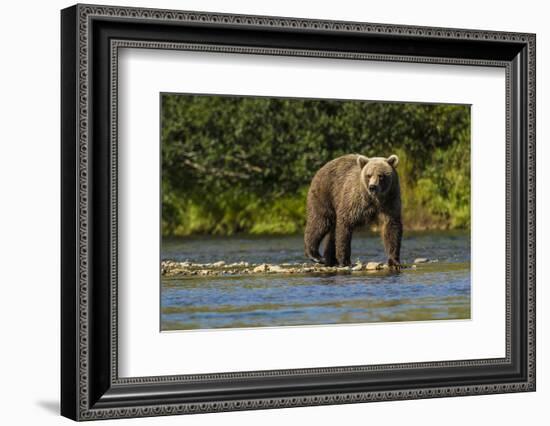 Grizzly or brown bear (Ursus arctos), Moraine Creek (River), Katmai NP and Reserve, Alaska-Michael DeFreitas-Framed Photographic Print