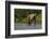 Grizzly or brown bear (Ursus arctos), Moraine Creek (River), Katmai NP and Reserve, Alaska-Michael DeFreitas-Framed Photographic Print