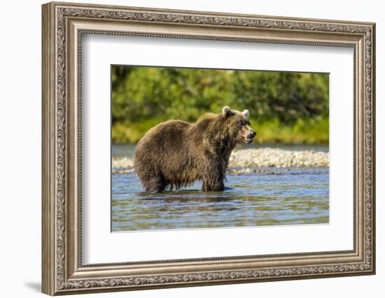 Grizzly or brown bear (Ursus arctos), Moraine Creek (River), Katmai NP and Reserve, Alaska-Michael DeFreitas-Framed Photographic Print