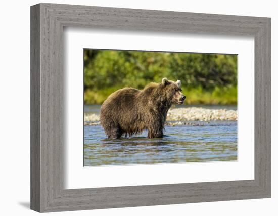 Grizzly or brown bear (Ursus arctos), Moraine Creek (River), Katmai NP and Reserve, Alaska-Michael DeFreitas-Framed Photographic Print