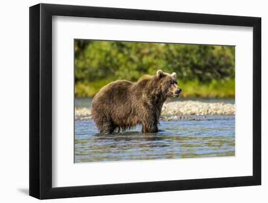 Grizzly or brown bear (Ursus arctos), Moraine Creek (River), Katmai NP and Reserve, Alaska-Michael DeFreitas-Framed Photographic Print